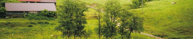 śmiałek darniowy (Deschampsia