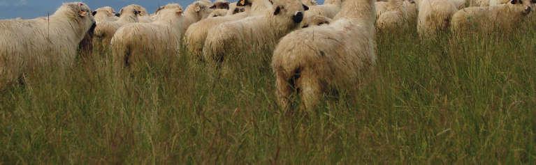 pastoral estate, where mountain sheep continue to be grazed and regional sheep cheeses are made according to centuries-old tradition.