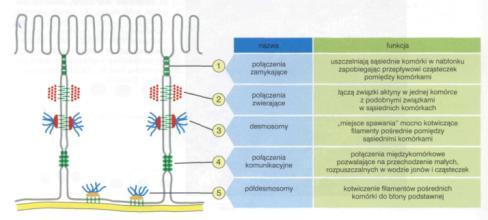 komórkami komunikacyjne połączenie międzykomórkowe pozwalające na przechodzenie małych