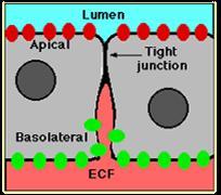 (ang.tight junctions) światło Pasmo białek okludyny i klaudyny Światło jelita Komórka 1 Komórka 2