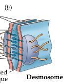 cytoszkieletu: filamenty pośrednie (keratyna) błony dwóch sąsiadujących komórek Kadheryna płytka