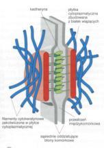 cytokeratynowe zakotwiczone w płytce cytoplazmatycznej przestrzeń międzykomórkowa sąsiednie