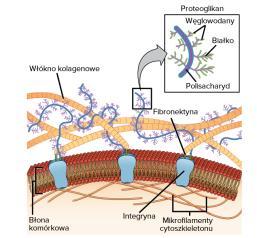 Macierz zewnątrzkomórkowa - substancja międzykomórkowa (ECM) Proteoglikan Węglowodany Białko Włókno kolagenowe Polisacharyd Fibronektyna Błona komórkowa Integryna Mikrofilamenty cytoszkieletonu