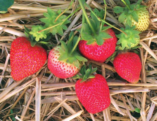 50 SABROSA Rok wpisania do Krajowego rejestru: 2006 Chroniona wspólnotowym wyłącznym prawem od roku 2004 Roślina: rośnie średnio silnie, pokrój rozłożysty, ulistnienie luźne; rozłogi średnio liczne,