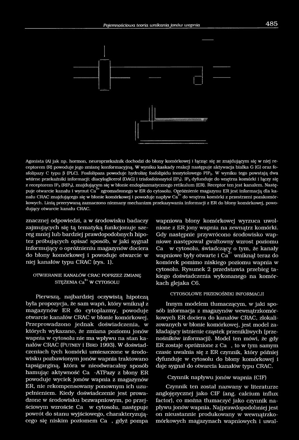 W wyniku kaskady reakcji następuje aktywacja białka G (G) oraz fosfolipazy C typu (5 (PLC). Fosfolipaza powoduje hydrolizę fosfolipidu inozytolowego PIP2.