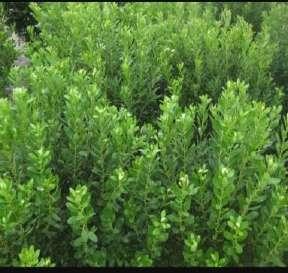 Shrubs