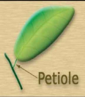 Petiole