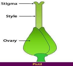 Sepals