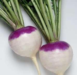 pumkysr