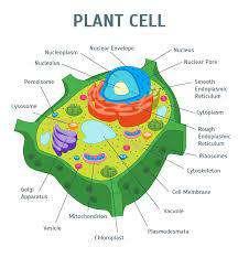 CELL sy`l,