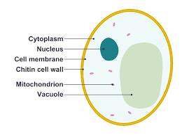 CELL