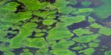 ALGAE