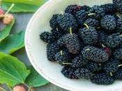 MULBERRY