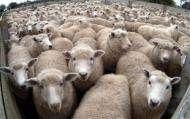 REARING AND