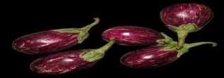 Pulses
