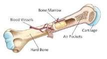 Bone marrow h`fi