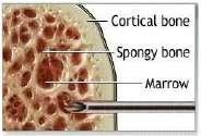 AMk Auditory nerves