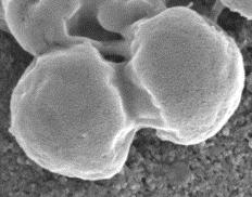 Zakład Wirusologiihttp://biol.uw.edu.pl/wirusologia/ Bakteriofagi genomy, ewolucja, ewolucja, zastosowanie Poznanie biologii molekularnej wirusów bakteryjnych Badanie relacji gospodarz dr hab.