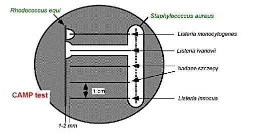 zielone kolonie, średnicy od 1.5 mm do 2 mm z charakterystycznym wgłębieniem w środku Po 48godz.