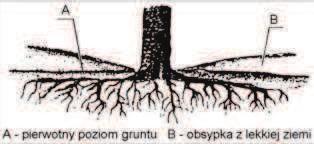 wykopem Rys.2. Zabezpieczenie drzew przy obni eniu terenu, po wykonaniu wykopów (wg N.P.