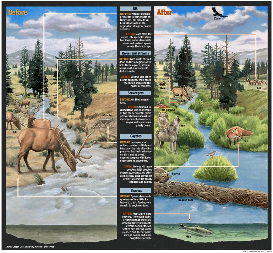 Efekty pośrednie obecności drapieŝników Zaledwie w kilka lat po reintrodukcji wilków do Parku Narodowego Yellowstone zasugerowano, Ŝe drapieŝniki te