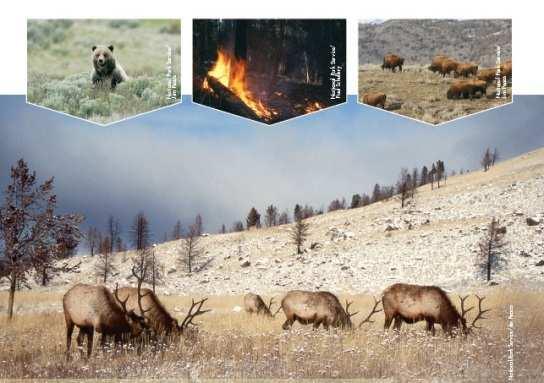 Efekty pośrednie obecności drapieŝników Ostatnie badania dotyczące Yellowstone poddały bardziej szczegółowej analizie wcześniejsze prace dotyczące kaskad troficznych wywołanych przez efekty