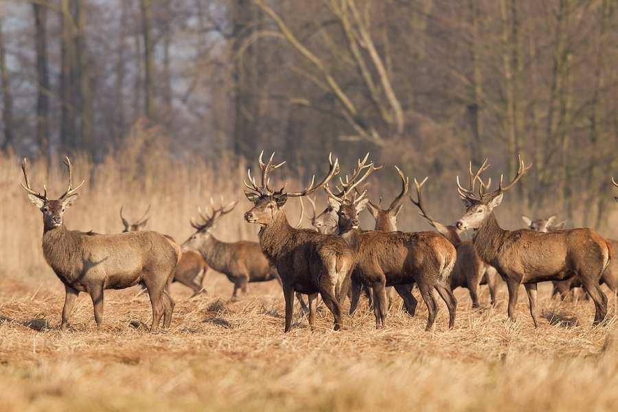 Efekty pośrednie obecności drapieŝników Puszcza Białowieska - wykazano, Ŝe jelenie silnie reagowały na zapach wilczych odchodów, poprzez zwiększenie czujności (z 22% do 46%)