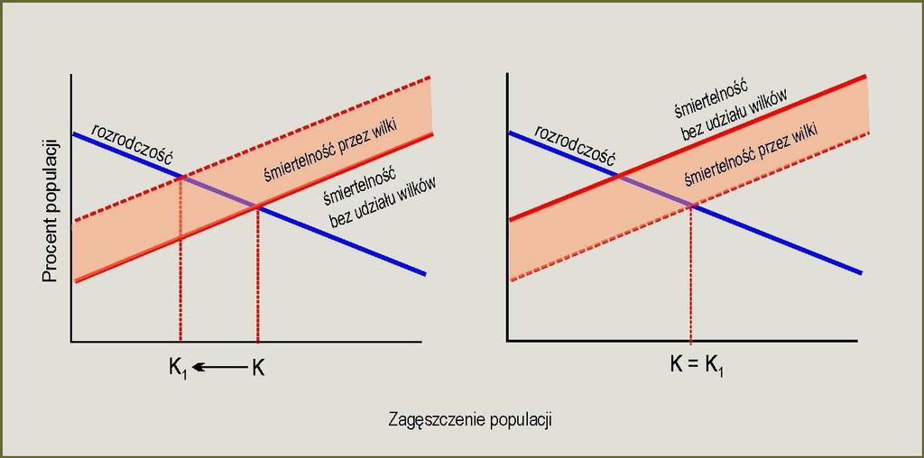 Ilościowy wpływ drapieŝnictwa Nawet jeŝeli drapieŝnictwo nie jest czynnikiem regulacyjnym dla danej populacji ofiar, to moŝe ono istotnie ograniczać ich liczebność.