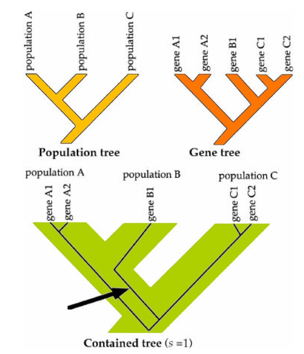 Wykorzystanie w filogeografii Hipoteza Niezgodność między drzewem genów i drzewem gatunków wynika z głębokiego koalescentu Statystyka s (Slatkin & Maddison 1989) wyraża