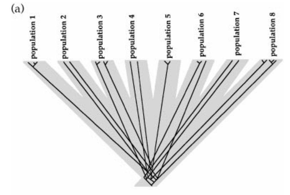 Wykorzystanie w filogeografii hipoteza 1