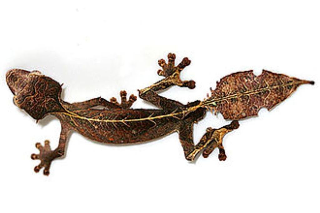 Sieci (networks) Uroplatus