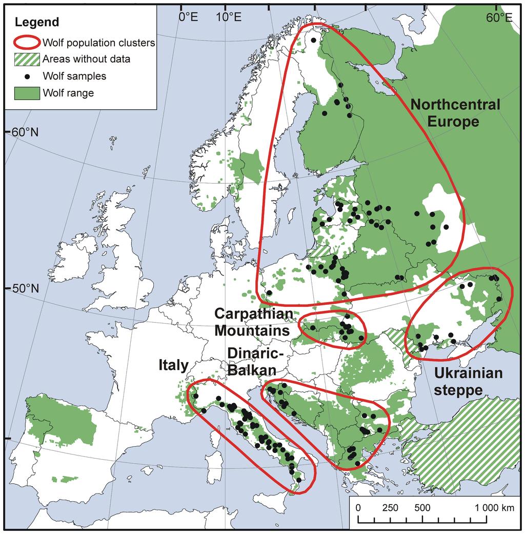 Filogeografia wilków mtdna