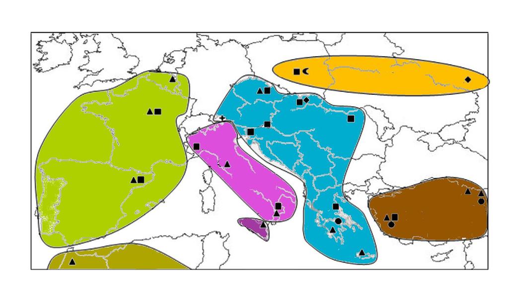 Filogeografia pasożytów Nicienie Heligmosomoidaes podział na grupy geograficzne w jednym kladzie nicienie z różnych żywicieli