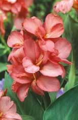 słoneczne; nie Angel Martin Orchid