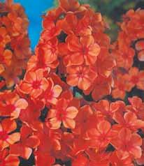Orange Perfection 5,10