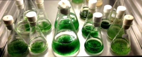 Zakład Biotechnologii Morskiej IO UG Sposób realizacji bloku