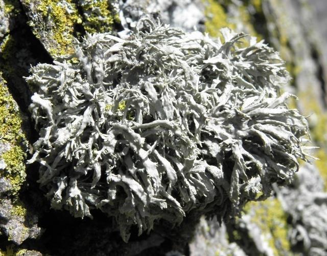 Katedra Taksonomii Roślin i Ochrony Przyrody PRACOWNIA LICHENOLOGII I MYKOLOGII EKSPERYMENTALNEJ Tematyka badawcza Pracowni: zagadnienia taksonomii i