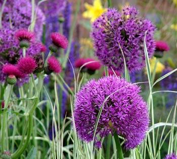 BYLINY I TRAWY OZDOBNE Nr Nazwa łacińska Nazwa polska Opis gatunku Zdjęcie 12 Allium giganteum czosnek olbrzymi Fioletowo-różowe kwiatostany czosnku składają się z wielu drobnych