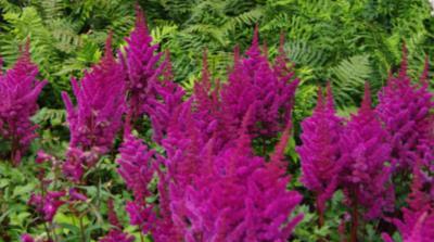 Jego kuliste kwiatostany o średnicy 3-4 cm mają różową, purpurową lub czerwonofioletową barwę.