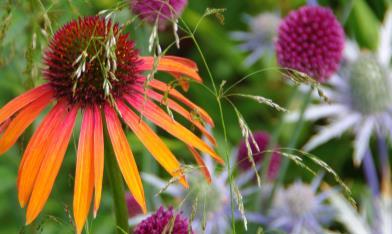 18 Echinacea purpurea Hot Summer jeżówka purpurowa Roślina tworzy odziomkowe rozety szerokich, ciemnozielonych liści, z których wyrastają