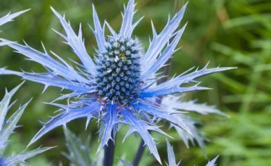 19 Eryngium planum mikołajek płaskolistny 20 Geranium x magnificum bodziszek wspaniały 21 Hakonechloa macra hakonechloa smukła 22 Heuchera