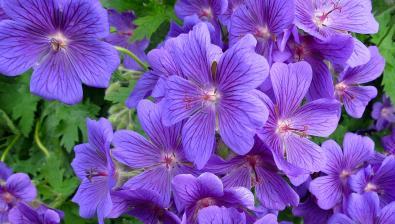 Główki kwiatowe małe, liczne, kuliste, niebieskawe, w VI-IX. Może się rozsiewać. Ścięte kwiatostany nadają się do suszenia.