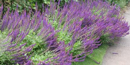 PROPONOWANY ZAMIENNIK Salvia nemorosa szałwia omszona Bylina wyrastająca do wys. 80 cm.