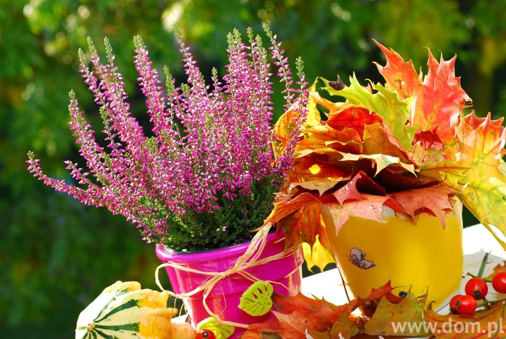 Jesienne wrzosy. Kolorowe wrzosowisko w ogrodzie Wrzosy to pełne uroku krzewinki, które są wspaniałą dekoracją ogrodów jesienią, kiedy inne rośliny przekwitają.