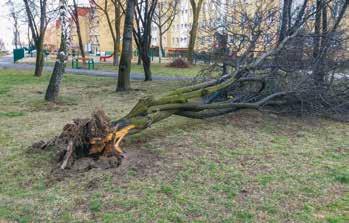Centrum ) oderwała się obróbka blacharska, poważnie naderwana z kolei została na szczytach budynków przy Jana Stęślickiego 1-2 i 3-6 (os. Młodych ).