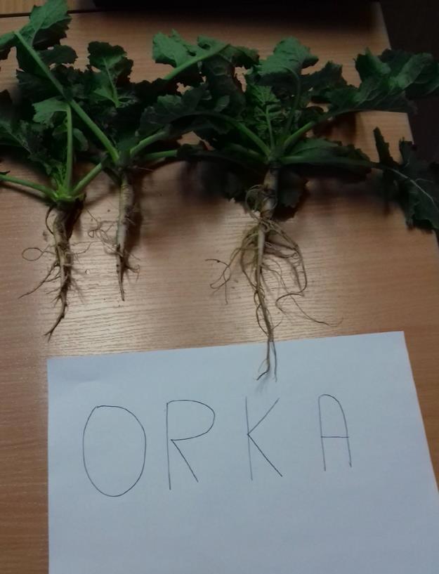 Efekty uprawy bezorkowej cd: - zachowanie terminów