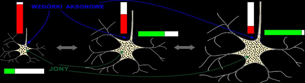 WIELKOŚĆ I PLASTYCZNOŚĆ NEURONÓW