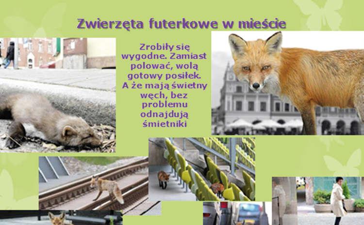 rowuje znaczące w skali kraju ilości ubocznych produktów pochodzenia zwierzęcego.