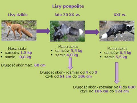 Ryc. 3. Kierunek zmian parametrów wielkości: masy ciała i długości skór u lisów pospolitych Fig. 3. Direction of change for size parameters: body weight and skin length in common foxes Ryc. 4.