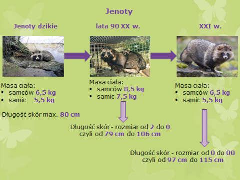 Direction of change for size parameters: body weight and skin length in raccoon dogs Analiza porównawcza pokroju zwierząt futerkowych (Brzozowski, 2002, 2015; Piórkowska, 2015) z lat